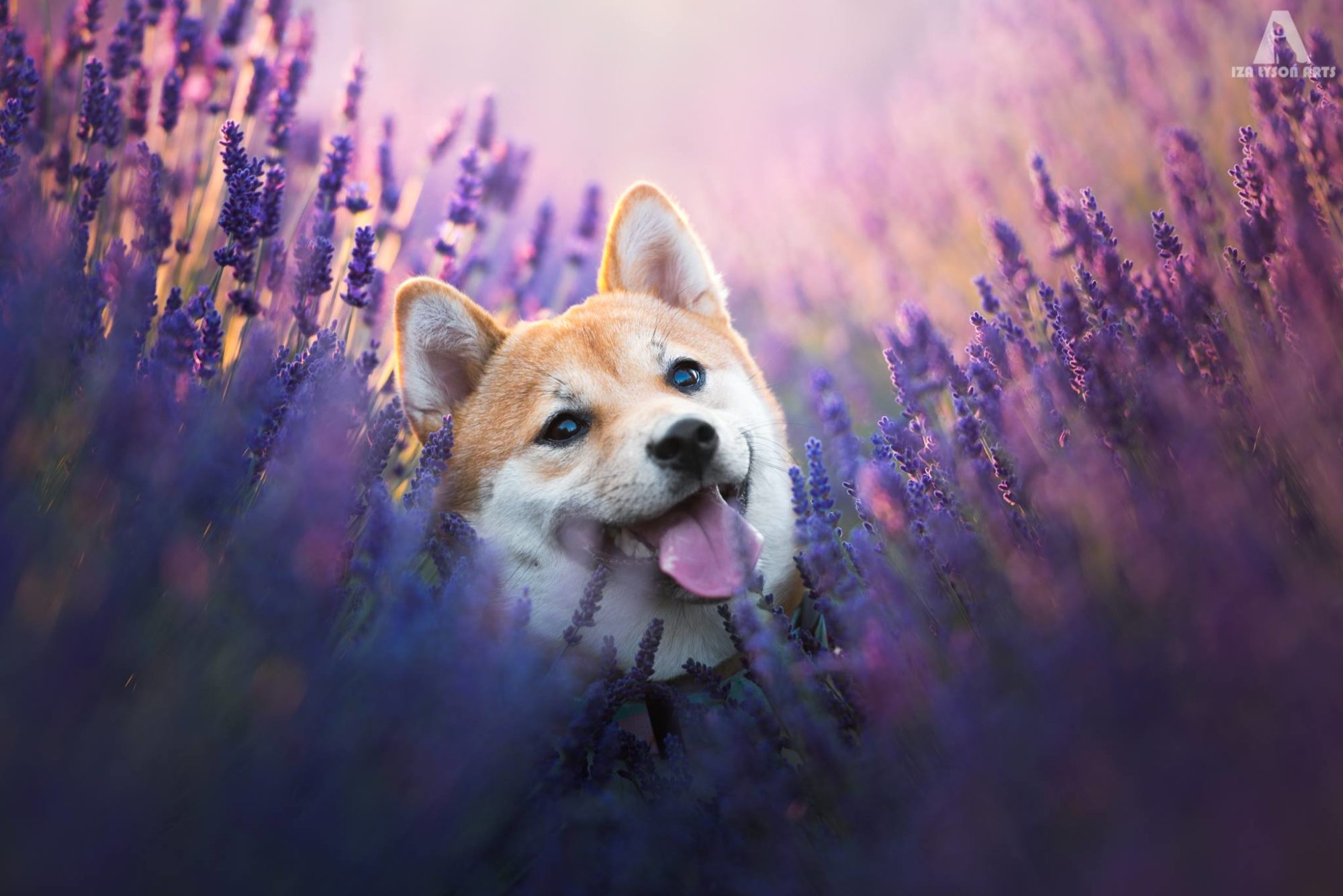 Dog in lavender