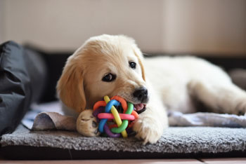 dog with rubber toy