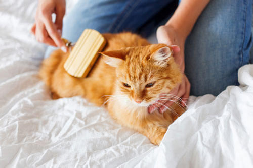 Pet Owner Brushes Cat