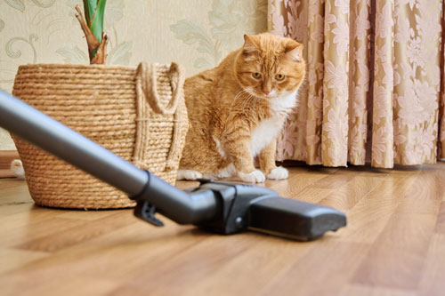 Cat Watches Vacuum Cleaner