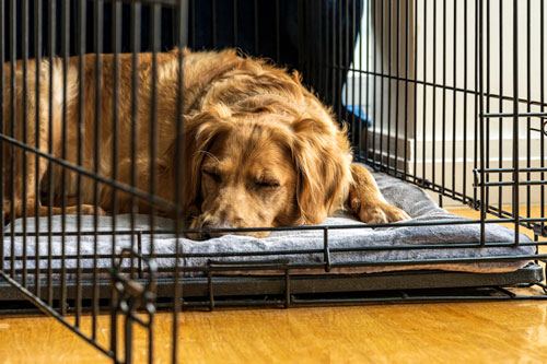 Dog Sleeps in Crate Bed
