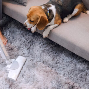 House Cleaning with Pets – Things to Consider