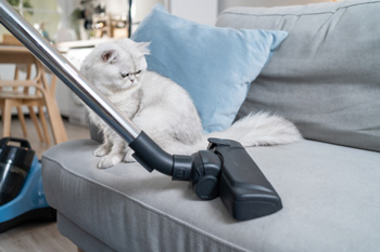 Person Vacuuming Couch with Cat Sitting