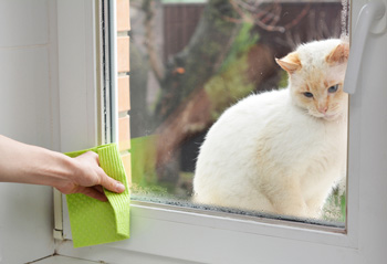 Person Cleans Window with Cat Sitting Outside