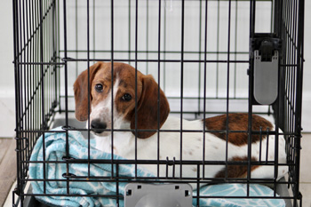 Dog Lounges in Crate on Blanket