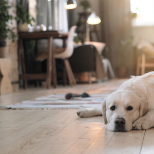 What To Do with Your Pets When the House Cleaner Comes and Other Considerations