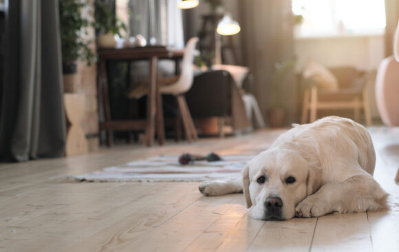 What To Do with Your Pets When the House Cleaner Comes and Other Considerations