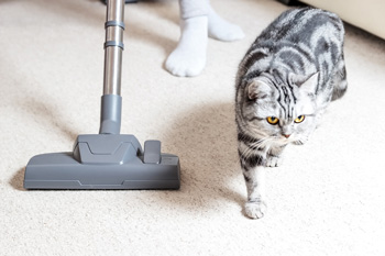 Person Vacuums Carpet with Cat