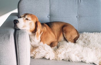 Dog Sleeping on a Couch